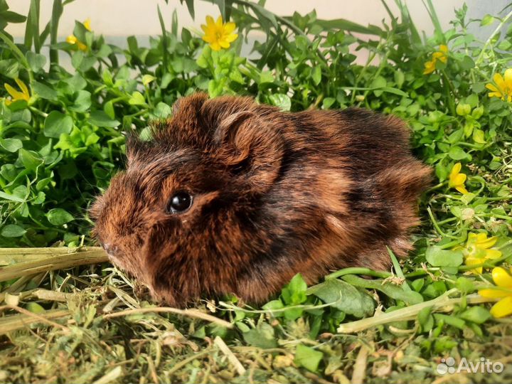Перуанская морская свинка