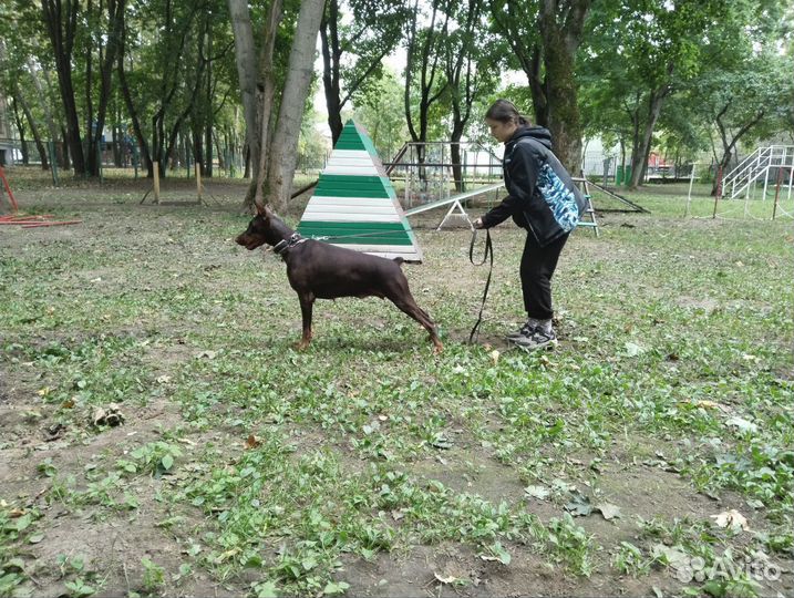 Кинолог/Дрессировка собак/Выгул собак