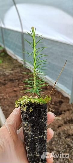 Сеянцы сосны зкс от производителя