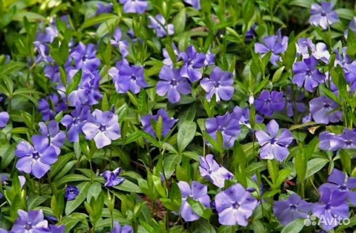 Растения для сада