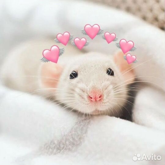 Передержка грызунов