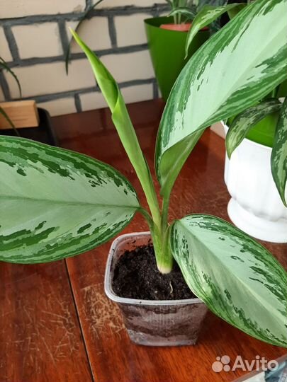 Аглаонема сильвер бей