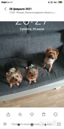 Йоршский терьер