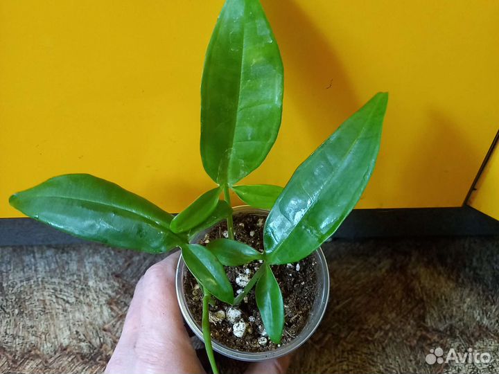 Домашние цветы 9