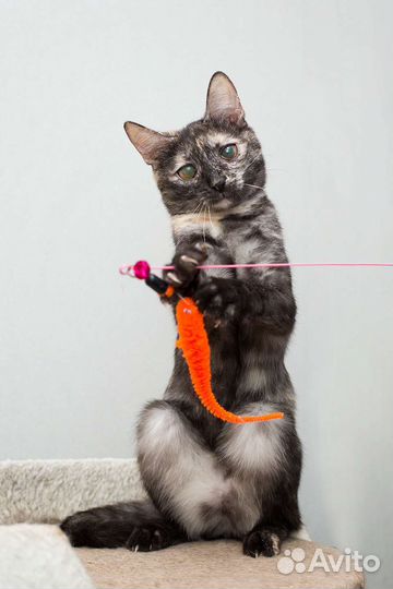 Кошки в добрые руки бесплатно
