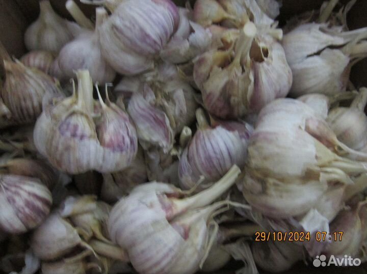 Чеснок на посадку озимый