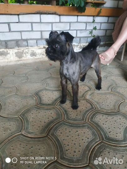 Вязка собак, бельгийский грифон