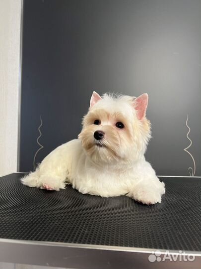 Белый йорк (девочка, стандарт)