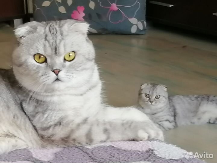 Шотландская вислоухая