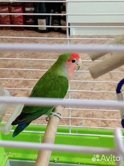 Попугай неразлучники с клеткой