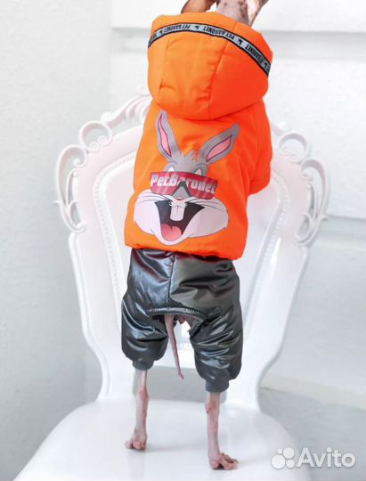 Одежда для собак