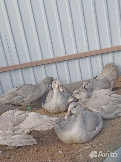 Селезень индоутки