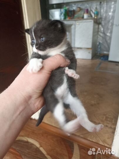 Кошки в добрые руки