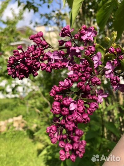 Персидская сирень (темно-лиловая)