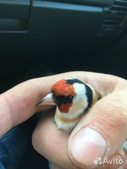 Щеглы Чижики Реплы