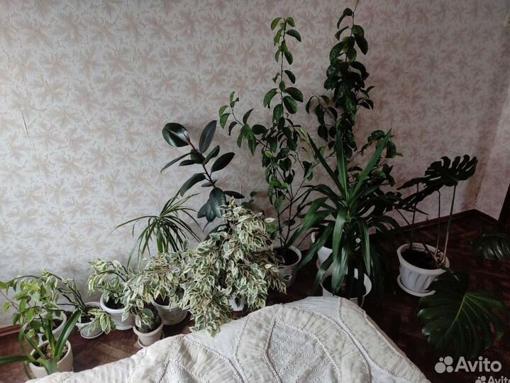 Пальма драцена