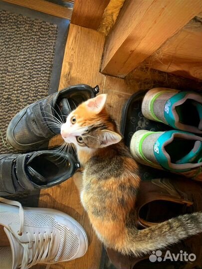 Котята смышлёные