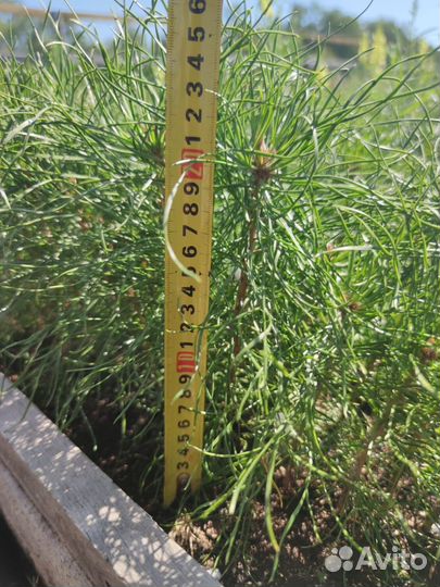 Сеянцы сосны обыкновенной зкс от производителя