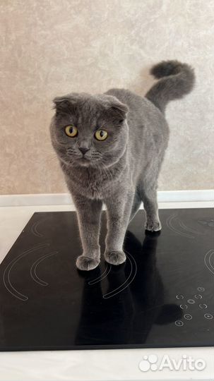 Шотландская вислоухая девочка отдам в добрые руки