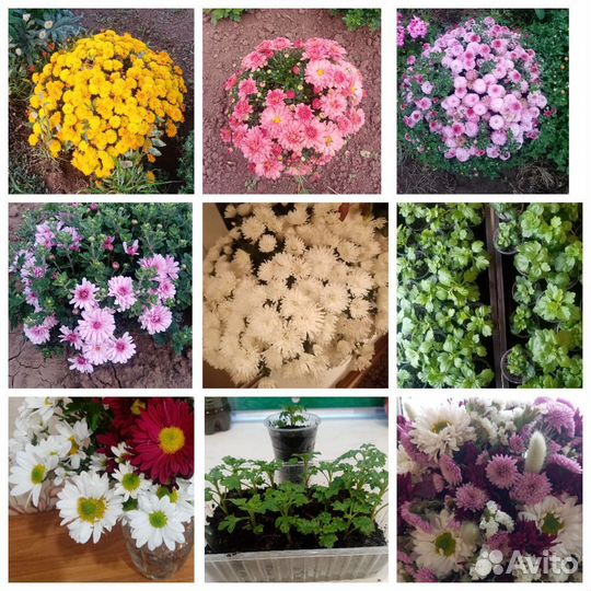 Хризантема мультифлора