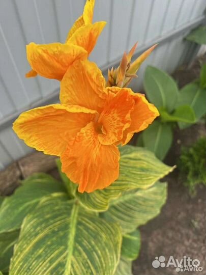 Канны клубни