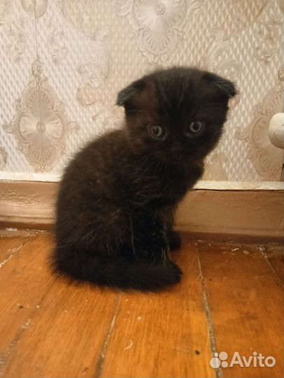 Шотландская вислоухая