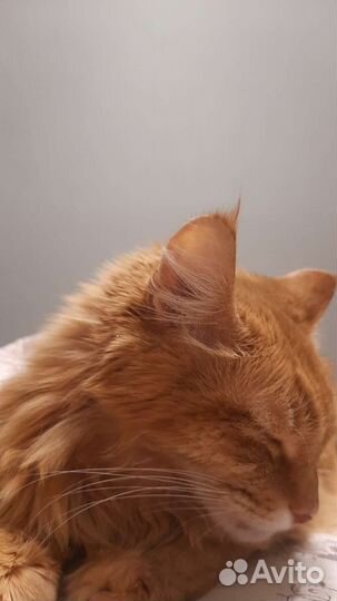 Кошки в добрые руки