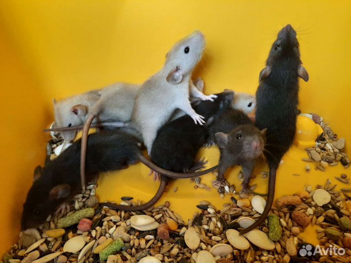 Крысята Дамбо. Крысы (бронь)