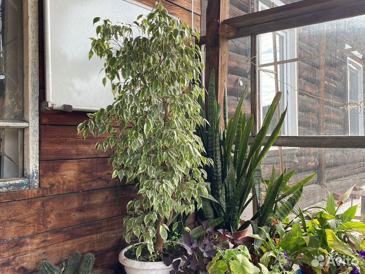 Комнатные растения фикус