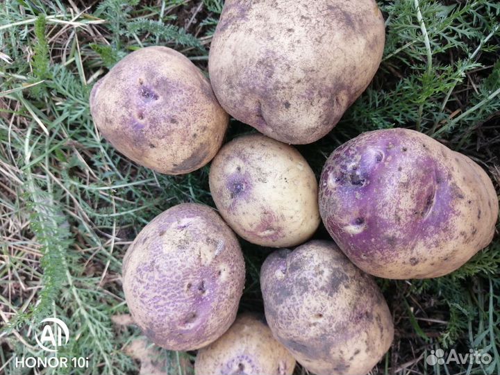 Картофель Фиолетовый, Голубой Дунай, сынок, и др