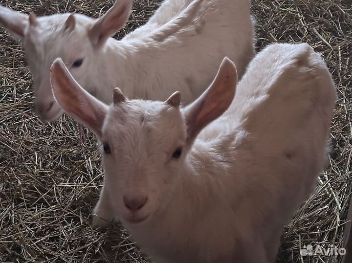 Зааненские козлята