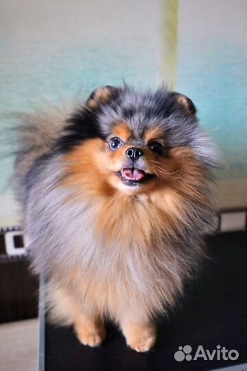 Для продолжения рода предлагается кобель