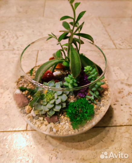 Флорариум суккуленты