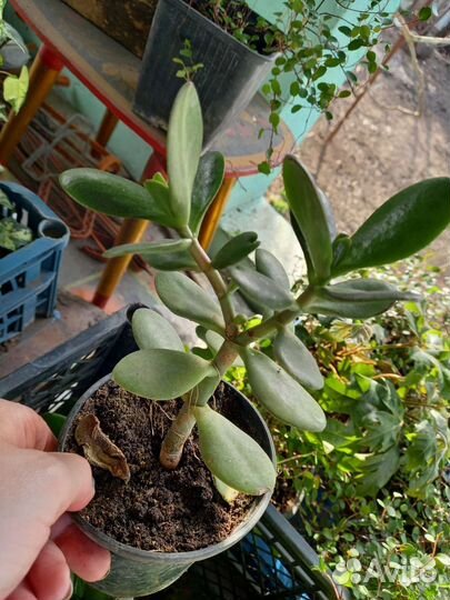 Комнатные цветы