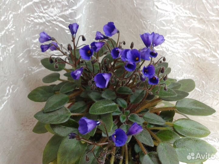 Фиалки (срез)стандарты,мини,полумини,трейлеры