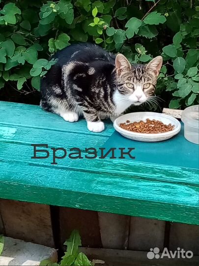 Бразик - мраморный котик