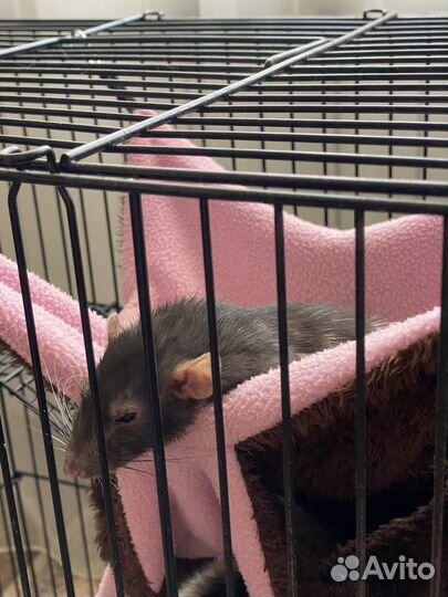 Декоративная крыса с клеткой