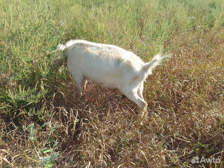 Дойные козы