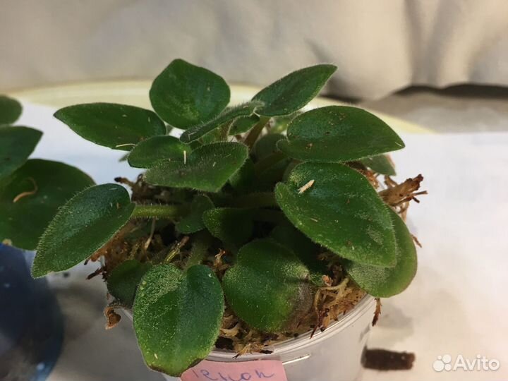 Фиалка мини котенок гав