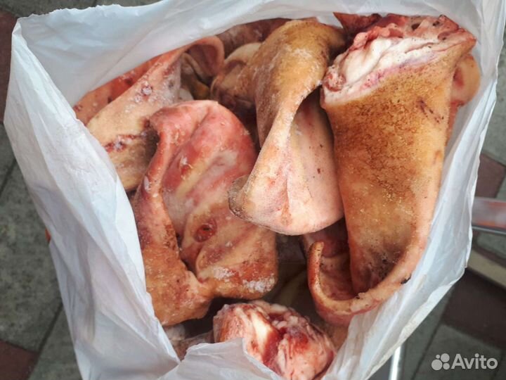 Уши свиные от домашней свинки