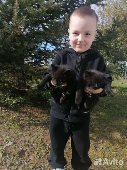 Кошка в дар