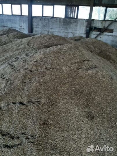 Овёс, пшеница