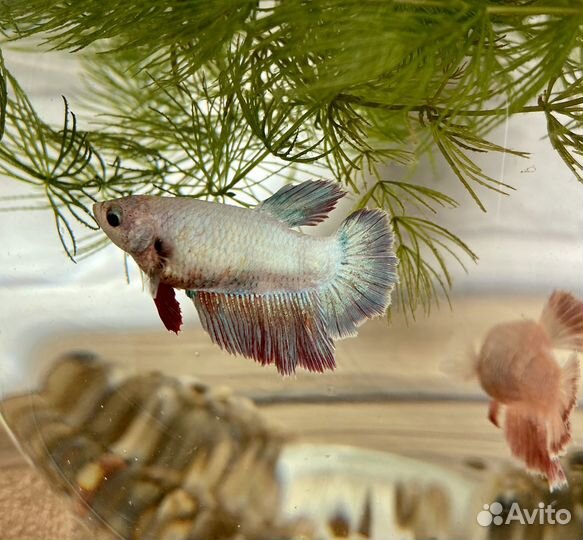 Рыбка петушок самка