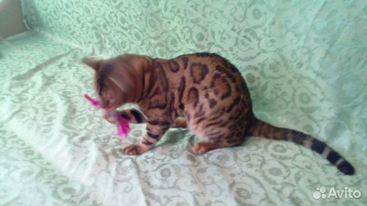 Бенгальский кот