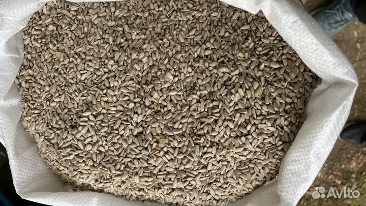 Ядро Подсолнечное