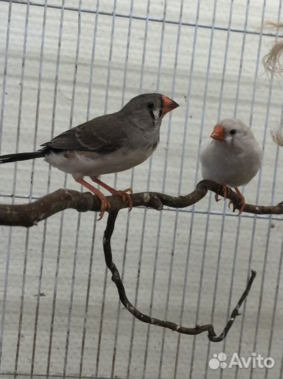 Амадины зебровые