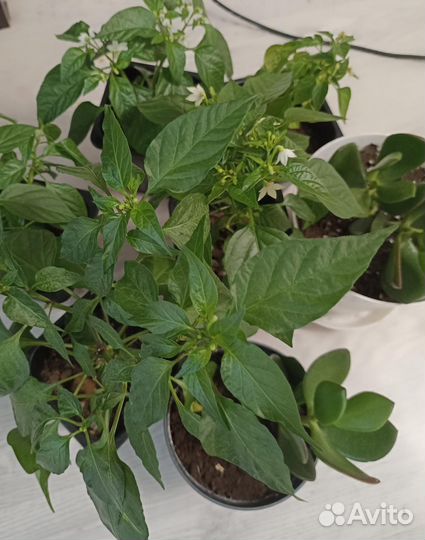 Перец острый красный