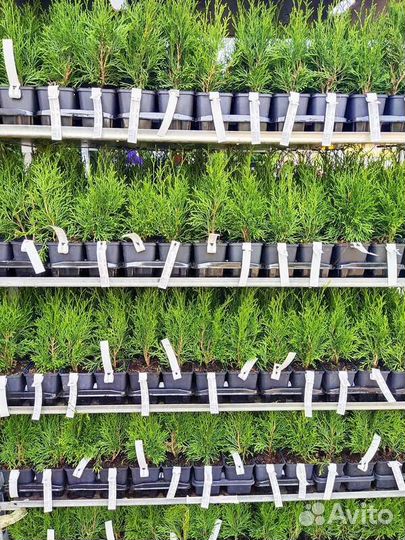 Черенки Туя Смарагд Р9