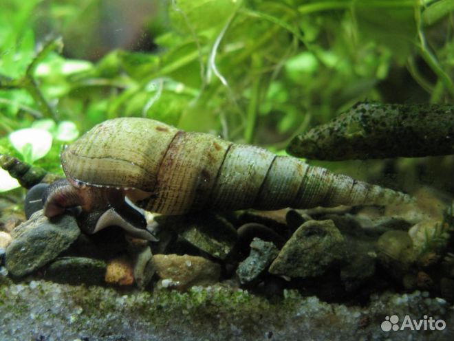 Улитка грунтовая Мелания, Мелания песчаная(Melano