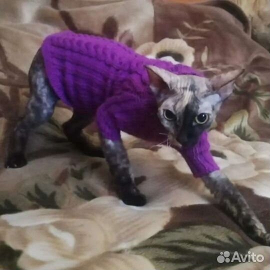 Одежда для животных